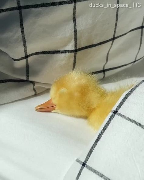 Duck Sleeping, Duck Pictures, Regnul Animal, Duck Photo, Pet Ducks, Cute Ducklings, Funny Duck, Cute Small Animals, Very Cute Dogs