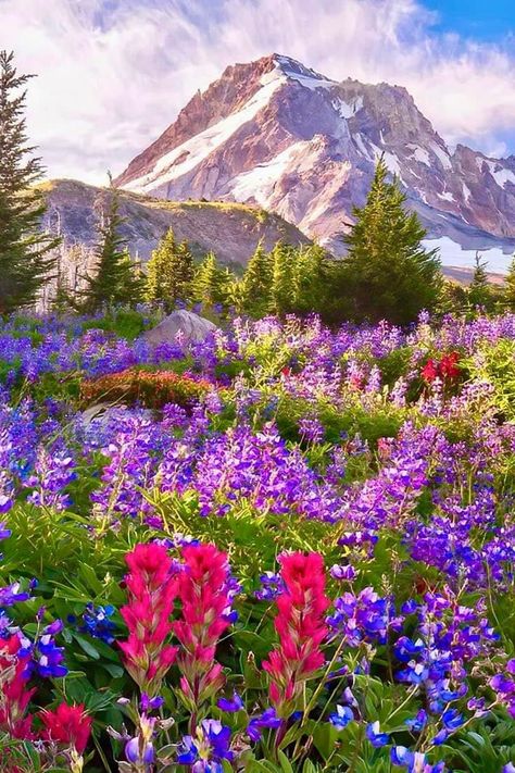 Vista Ridge Wildflowers Strange Trails, Spring Scenery, Wildflowers Photography, Wildflower Photo, Nice Life, Background Nature, Colorful Mountains, Scenery Photos, Amazing Landscapes