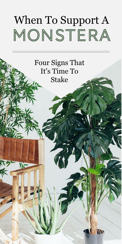 Four Signs That It May Be Time to Stake Your Monstera Deliciosa - The Healthy Houseplant Large Monstera Deliciosa, Monstera Deliciosa Moss Pole, Monstera Plant Growth, Monstera With Moss Pole, Stake Monstera Plant, Monstera Deliciosa Support, Monstera Plants Indoor, Monstera Growing Tips, Indoor Plant Support Ideas