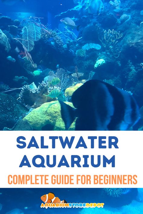 SALTWATER AQUARIUM Fish Only Saltwater Aquarium, Saltwater Tank Setup, Aquarium Store, Aquarium Set, Aquarium Maintenance, Saltwater Fish Tanks, Reef Tanks, Saltwater Tank, Fish Care