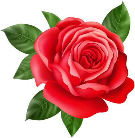 Propose Flower, Rose Transparent Png, Red Rose Png, Rose Flower Png, Botanical Flowers Print, Arte Aesthetic, Flower Png Images, Rose Png, Very Beautiful Flowers