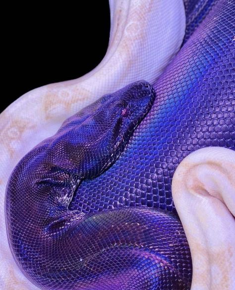 Rosy Boa, Cool Snakes, Colorful Snakes, Pretty Snakes, Purple Snake, Chica Cool, Purple Bedding, Spirit Animal Art, Raven Queen