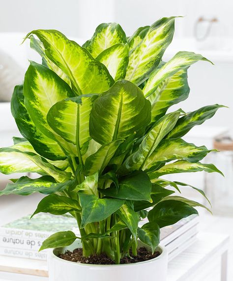 How to Propagate a Dieffenbachia Plant Using Cuttings Dieffenbachia Houseplant, Money Tree Plant, Snake Plant Care, Dracaena Plant, Indoor Flowering Plants, Household Plants, Inside Plants, Tree Seeds, Money Trees