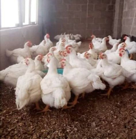 4 Simple Steps to Fatten up your Broiler Chickens | Poultry Farm Guide Chicken Broiler Farm, Broiler Chicken Coop, Chicken Feed Diy, Poultry Farm Design, Raising Meat Chickens, Chicken Tunnels, Roasted Soybeans, Poultry Business, Pastured Poultry