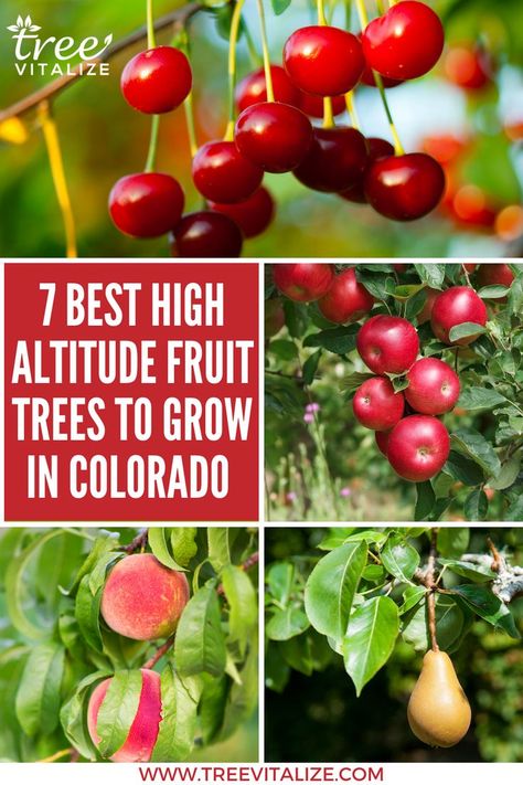 7 Best High Altitude Fruit Trees To Grow in Colorado Colorado Fruit Trees, High Elevation Gardening, Colorado Homestead, High Altitude Gardening, Gardening In Colorado, Colorado Plants, Growing Peach Trees, Plant Fruit Trees, Mini Orchard