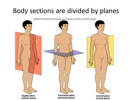 Body sections are divided by planes. Body Sections 1.Sagittal Plane 1.lengthwise (head-to-toe) 2.divides body into left and right sections 3.Median – Anatomical Planes, Body Planes, Anatomical Position, Joints Anatomy, Anatomy Education, Sagittal Plane, Anatomy Bones, Gross Anatomy, Nursing Study Guide