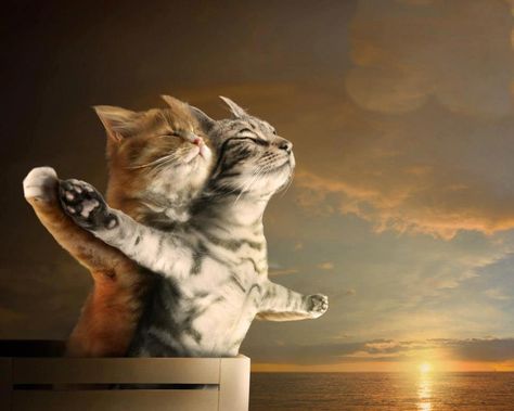 Jack & Rose Titanic Cat Art funny Two Cats, 웃긴 사진, Animal Quotes, Funny Animal Pictures, Crazy Cat Lady, 귀여운 동물, Crazy Cats, Cat Pics, Titanic