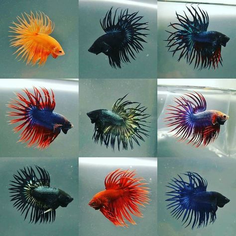 Which on these crowntail betta do you like? Leave a comment below #BettaLove #CrownTail #FishyFavorites Crowntail Betta Fish, Fish Types, Fish Tank Terrarium, Betta Fish Types, Rare Fish, Fish Varieties, Pretty Fish, Inside Shop, Beta Fish