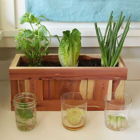 How To Grow Vegetables From Kitchen Scraps Regrow Vegetables, Indoor Vegetables, Vegetable Scraps, Kitchen Scraps, Indoor Vegetable Gardening, Growing Veggies, How To Give, Growing Herbs, Veggie Garden