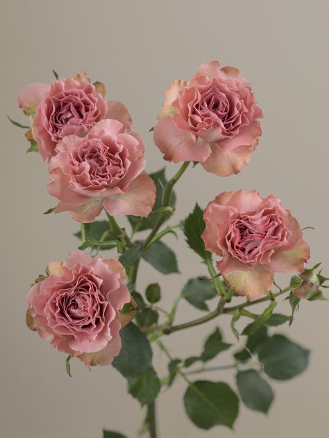 Blush Pink Flowers, Garden Rose, The Medium, Spray Roses, Be Nice, Blush Pink, Pink Flowers, Light Colors, Blush