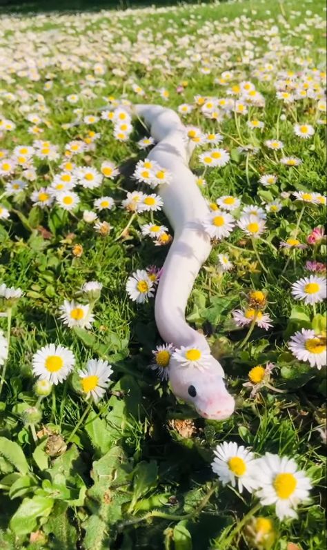 Cute Snake Pictures, Pet Ball Python, Ball Python Wallpaper, Snakes Cute, Cute Snake Wallpaper, Two Snakes, White Snakes, Snake Core, Snakes Aesthetic