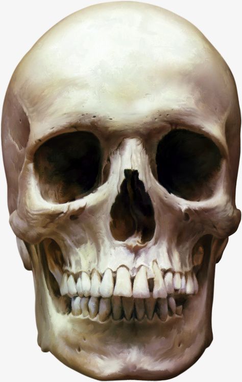 Skeleton Head Reference, Skeleton Head Drawing, Skull Labeled, Skull Smile, Face Skeleton, Head Skeleton, Head Clipart, Picture Of A Person, Body Bones