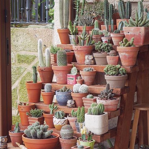 colección,hoarder...my babys Gracias @fatherofmussels love you ♥️ handy manny keep working for me #gardening #garden #urbangarden #green #cactus #succulents #nature #natureza #naturelovers #nature_perfection #plants #mygarden #grow #growth #botanical #flora #floral #suculentas #flowermagic #flowerporn #leafandclay #succulove #crassulaceae #love #cacti #succulent #succulentsofinstagram #succulentlove #bloom #collection Pot Plant Stands Outdoor, Garden Plant Shelves, Plant Shelves Outdoor, Outdoor Shelves, Succulent Landscape Design, Garden Shelves, نباتات منزلية, Succulent Landscaping, Plant Stands Outdoor