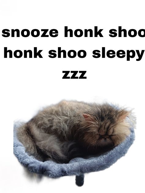 Honk Shoo, Silly Cars, Meow Meow, Kitty Cats, Silly Cats, Cat Memes, Funny Cats, Dog Cat, Kitty