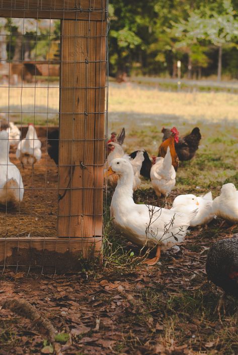 If you're wondering how to raise ducks and chickens together successfully, here are some important points to consider. Ducks And Chickens Together, How To Raise Ducks, Duck Waterer, Duck Feeder, Ducks And Chickens, Keeping Ducks, Chickens And Ducks, Duck Feed, Chicken Roost