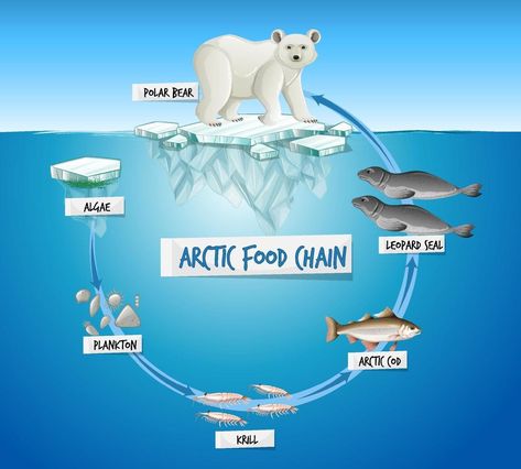 Polar Bear Food Ideas, Bear Food Ideas, Teddy Bears Picnic Food, Polar Bear Food, Food Chain Diagram, Food Chain Activities, Bear Food, Food Ideas For Kids, Ocean Food