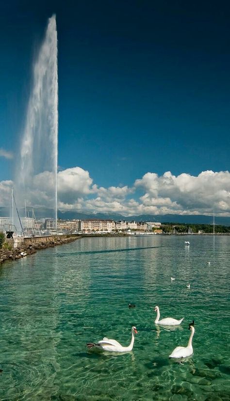 Water Aesthetic, Geneva Switzerland, Europe Tours, Switzerland Travel, Destination Voyage, Vision Board 2023, Travel Goals, Swans, Science And Nature