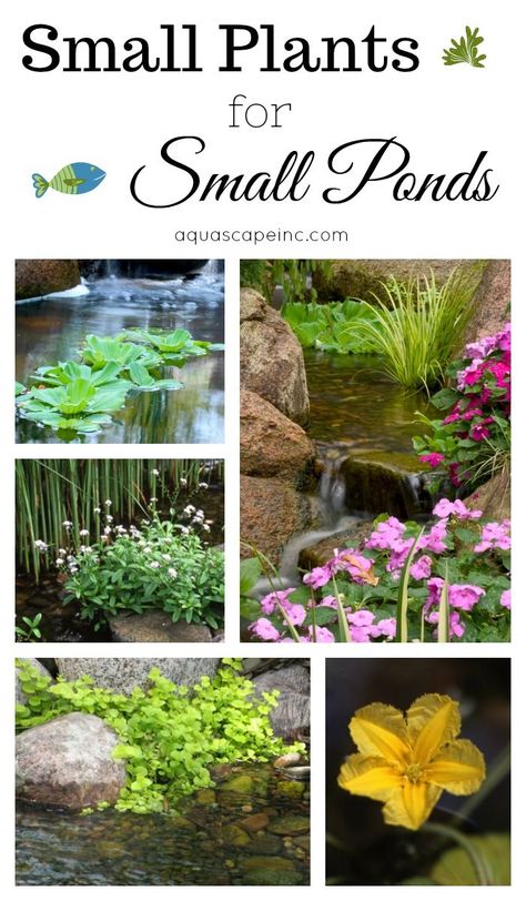 Small Plants for Small Ponds Pond Backyard, Tanaman Air, Water Garden Plants, Plants Tips, Plants Landscape, Backyard Ponds, Japanese Iris, Garden Pond Design, Diy Pond