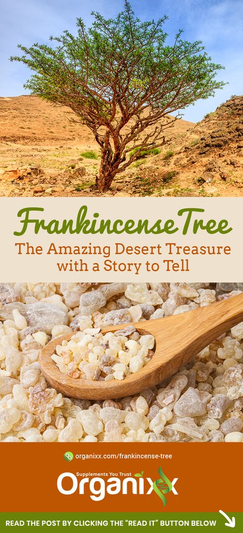 HEALING PLANTS: Why is frankincense so special, and where does it come from? Learn all about this amazing desert treasure by clicking on the image above. || boswellia tree | frankincense essential oil | frankincense health benefits || myrrh health benefits | how to use frankincense | frankincense uses | myrrh uses | what is frankincense | Frankincense Oil | Frankincense and Health || | #organixx #organixxhealthtips Frankincense Plant, Myrrh Plant, Frankincense Tree, Essential Oil Frankincense, Benefits Of Frankincense Essential Oil, Boswellia Tree, Frankincense Uses, Desert Yard, Frankincense Essential Oil Benefits