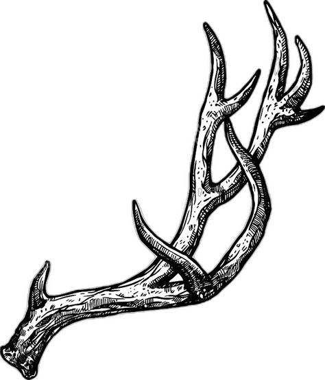 Deer Antler Tattoos, Deer Antler Tattoo, Horn Tattoo, Antler Illustration, Dear Antlers, Antler Tattoos, Antler Tattoo, Skin Drawing, Animal Skeletons