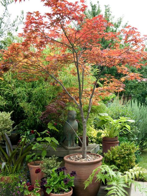 Get planting and growing information for small trees that thrive in the shade from the experts at HGTV Gardens. Patio Trees, Hgtv Garden, Japanese Maple Tree, Garden Shrubs, Patio Plants, Have Inspiration, Potted Trees, Shade Trees, Japanese Maple