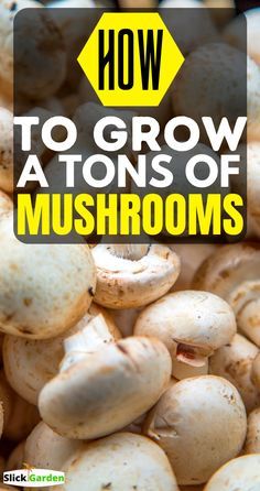 Grow Mushrooms At Home, Growing Shiitake Mushrooms, How To Grow Mushrooms, Edible Wild Mushrooms, Mushroom Guide, Grow Mushrooms, Growing Mushrooms At Home, Growing Peas, Mushroom Kits