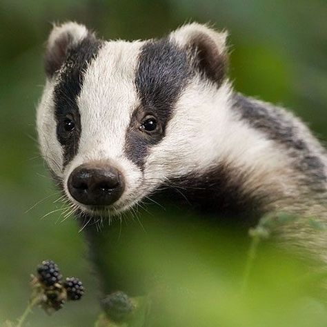 Badger Pictures, Badger Skull, European Badger, Colorado Wildlife, Scottish Wildlife, Forest Wildlife, North American Wildlife, Clouded Leopard, Forest And Wildlife