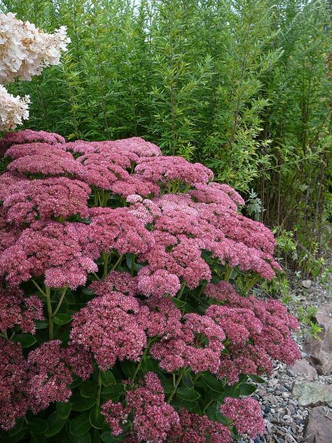 Sedum spectabile 'Brilliant' Stonecrop Sedum Spectabile, Bee Friendly Plants, Eco Garden, Gardening Trends, Corner Garden, Image Nature, Flower Landscape, Mediterranean Garden, Green Life