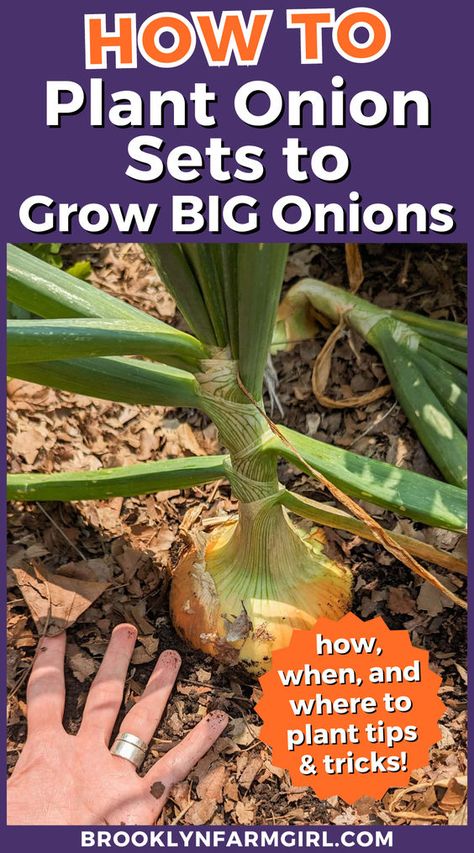 I’m going to show you how we plant onion sets and how we dig up big onions when they’re ready to be harvested! Growing onions over winter is a great way to keep gardening all year long. Onion sets are planted in the Fall and then harvested in the late spring. Depending on personal preference onions can be grown from seed, transplants or sets. Find out why we prefer onion sets and the benefits of growing onions this way in your vegetable garden. Planting Onion Sets, Onion Garden, Onion Seeds, Growing Onions, Planting Onions, Onion Juice, Bountiful Harvest, Garden Girls, Growing Seeds