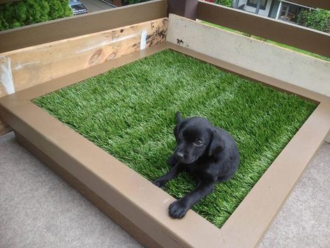 14 DIY Dog Porch Potty & Grass Box Projects | PlayBarkRun Patio Ideas For Dogs, Porch Potty, Dog Potty Area, Indoor Dog Potty, Dog Litter Box, Pet Grass, Dog Bathroom, Potty Pads, Dog Toilet