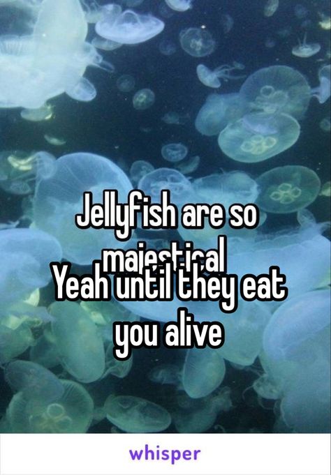 Jellyfish Core, Jellyfish Food, Real Jellyfish, Jellyfish Quotes, Jellyfish Sting, What Have I Done, Cafe Ideas, Little Shop Of Horrors, Jelly Fish