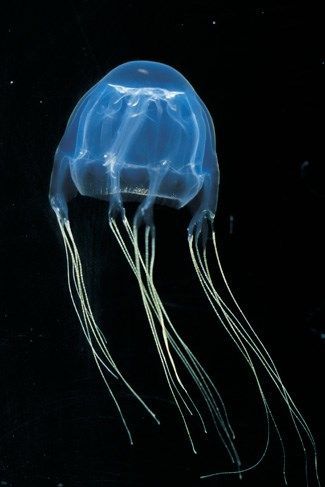 Chironex Fleckeri, Jellyfish Transparent, Box Jellyfish, Jellyfish Pictures, Deadly Animals, Australian Fauna, Australia Animals, Underwater Animals, Dangerous Animals