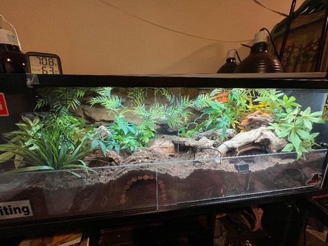 Garter Snake Terrarium, Aesthetic Snake Terrarium, Naturalistic Reptile Enclosure, Curly Hair Tarantula Enclosure, Leopard Gecko Terrarium Ideas Bioactive, Bio Active Leopard Gecko Tank, Kenyan Sand Boa Enclosure, Hognose Enclosure, Bioactive Leopard Gecko Tank