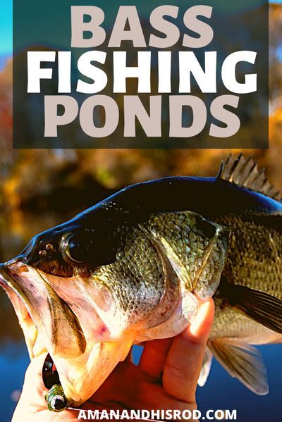 In the guide we will break down #pondfishing for #bass. Pond fishing can produce out of this world results. Catch more fish next time your out #fishing for bass in a pond near you. #fishingtips #fishinglures Pond Fishing, Cool Math Games, Family Fishing, Largemouth Bass Fishing, Trout Fishing Tips, Fishing Photos, Winter Fishing, Fishing For Beginners, Fishing Stuff