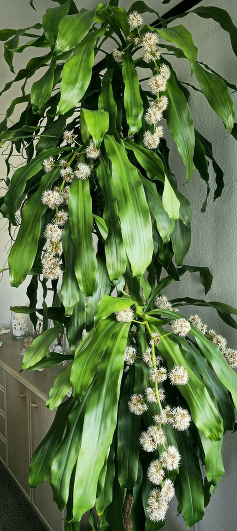 Dracaena fragrans Dracaena Fragrans