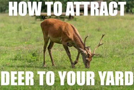 https://yardwiki.com/how-to-attract-deer-to-your-yard/ Deer Feeders, Deer Species, Salt Lick, Deer Family, New Neighbors, Bird Garden, Say Hi, Animals Wild, Deer