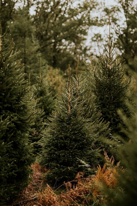 Closeup of Christmas tree, green pine fir leaves | free image by rawpixel.com / Felix Autumn Christmas Tree, Tree Farm Mini Session, Christmas Tree Green, Christmas Forest, Fresh Christmas Trees, Fir Tree, White Pine, Green Christmas Tree, About Christmas