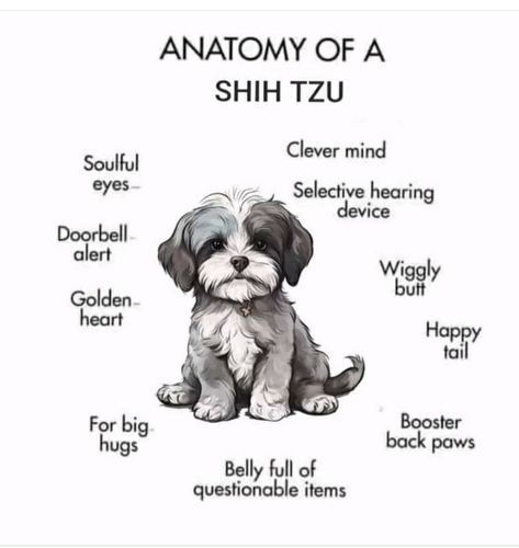 Puppy Names Unique, Shih Tuz, Shitzu Puppies, Puppy Names, Happy Tails, Shih Tzu Puppy, Mom Life Quotes, Shih Tzus, Animal Photo