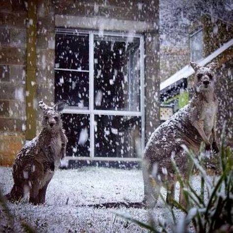 This lucky shot of two kangaroos caught out in the snow was taken by Christie Panozzo at Federation University in Ballarat, Victoria, Australia, 07-31-2015. Au Photos, Winter In Australia, Winter's Tale, I Love Winter, Winter Love, Winter Scenery, Winter Beauty, Picture Day, Snow Scenes