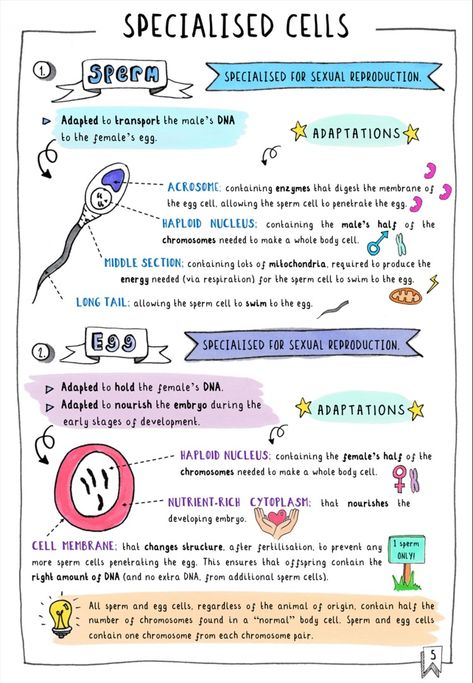 Get your FREE GCSE Biology Revision notes on specialised cells. These colourful sketchnotes are a sample of Doctor Me Clever's guide to Edexcel 9-1 GCSE Biology Topic 1 Key Concepts in Biology. Available as an ebook (doctormeclever.com) or paperback on amazon. #edexcel #aqa #biology #specialisedcells #sperm #egg Edexcel Biology Gcse, Gcse Cell Biology Revision, Cell Revision Notes, Aqa Biology Gcse, Cell Biology Notes Gcse, Aqa Gcse Science Revision Notes, Cells Revision Notes, Cytogenetics Notes, Specialised Cells Notes