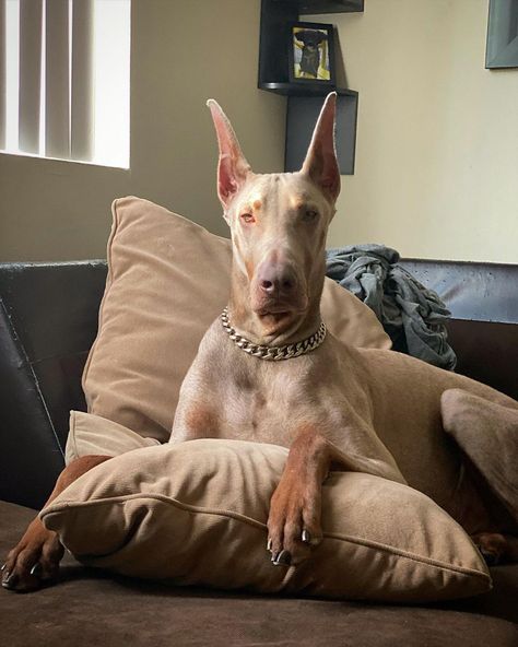 Albino Doberman Pinscher, Albino Doberman, Old Money Dog, Fawn Doberman, Doberman Colors, Cute Hairless Cat, Doberman Love, Doberman Pinscher Dog, Doberman Puppy