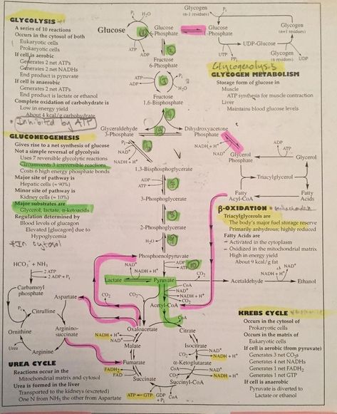 Microbiology Study, Biochemistry Notes, Mcat Study, Study Biology, Biology Classroom, Medical Student Study, Medical Laboratory Science, Ap Biology, Chemistry Lessons