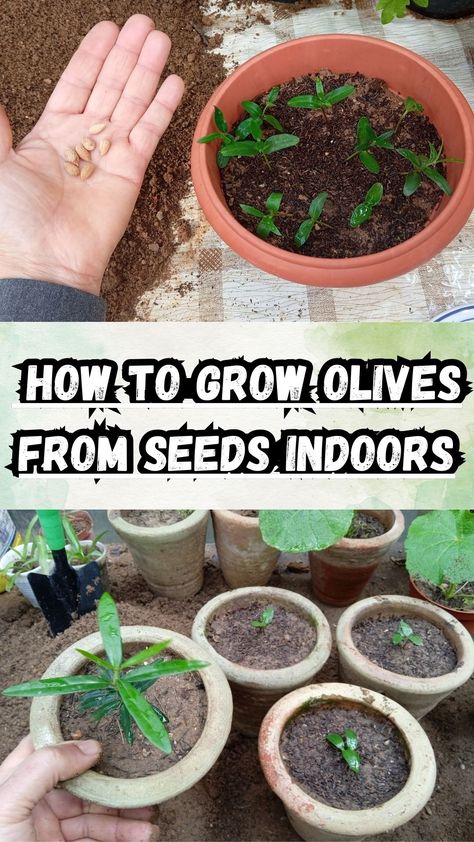 How to grow olives from seeds indoors Grow Olive Tree From Seed, How To Grow Olive Tree From Seed, How To Grow Seeds Indoors, Trad Life, How To Grow Olives, Olive Seeds, Arbequina Olive Tree, Growing Olive Trees, Growing Fruit Trees