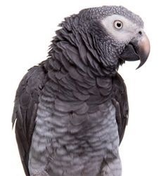 African Gray Parrots, Timneh African Grey, Congo African Grey, Parrot Care, Parrot Pet, Grey Parrot, Birds Parrots, Bird Tattoos, Bird Drawing