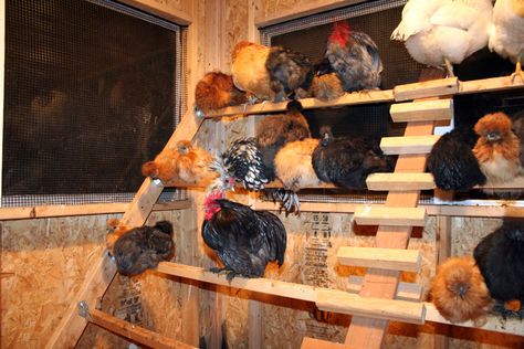 Outdoor Chicken Run, Coop Plans Free, Chicken Ladder, Chicken Coop Plans Free, Chicken Perches, Urban Chicken Farming, Chicken Roost, Portable Chicken Coop, Chicken Pen