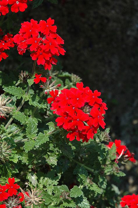 Red Verbena, Champagne Hair Color, Champagne Hair, Richardson Texas, Herbaceous Perennials, Bedding Plants, Dallas Fort Worth, Annual Plants, Types Of Soil