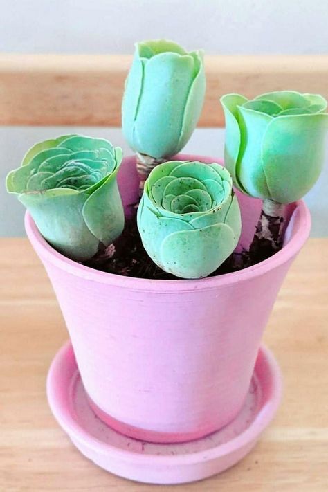 Four green succulent plants resembling roses, in a pink pot on a wooden surface. Rose Succulent, Sansevieria Cylindrica, Plant Wishlist, Mountain Rose, Rose Care, Propagating Succulents, Succulent Gardening, Drought Resistant, Indoor Gardens