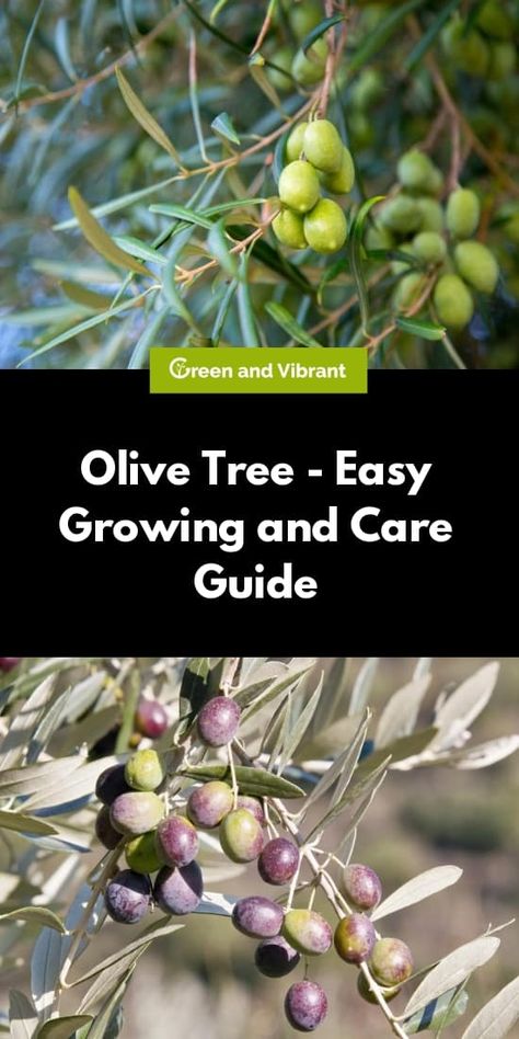 Growing Olive Trees In Pots, How To Prune Olive Trees, Adobe Garden, How To Grow Olives, Urban Orchard, Olive Tree Care, Olive Farm, Growing Olive Trees, Grow Seeds