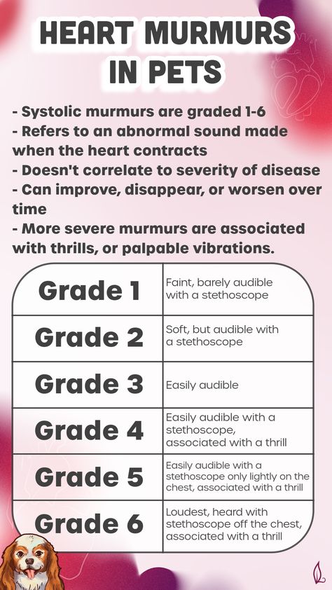 🫀 A heart murmur is a leak, or “turbulence” in the blood flow. Murmurs are graded according to severity from low (1) to high (6). The grade has nothing to do with the strength of the heart - the heart muscle may be working normally. But over time with MVD, the heart will enlarge and the condition will eventually lead to heart failure. Learn more on my blog. Heart Murmurs, Types Of Heart, Qi Deficiency, Small Poodle, Mitral Valve, Breeds Of Dogs, Medical Videos, Heart Function, Heart Muscle