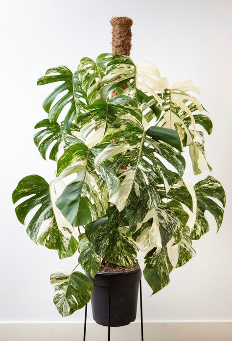 Monstera Albo Variegata, Monstera Albo, Inside Plants, Office Plants, Plant Aesthetic, Monstera Plant, Plant Cuttings, Mother Plant, Diy Planters